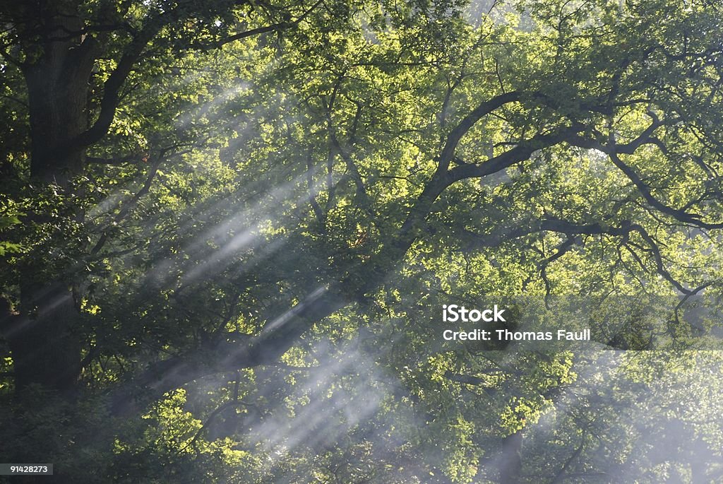 A luz do sol - Foto de stock de Animal selvagem royalty-free