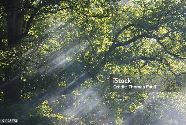 Foto de A Luz Do Sol e mais fotos de stock de Animal selvagem - Animal selvagem, Bosque - Floresta, Exterior