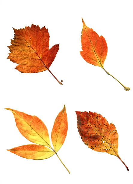 istock Autumn leaves isolated on white background 91428276