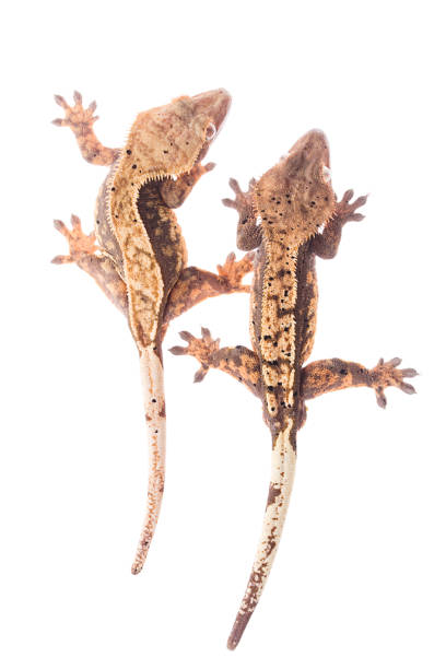 istock Crested gecko couple isolated white background 914286384