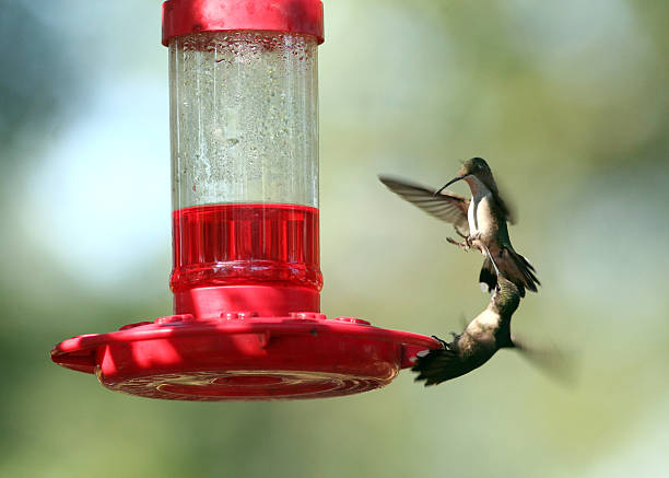 istock Hummingbirds Fighting at the Feeder 91428670