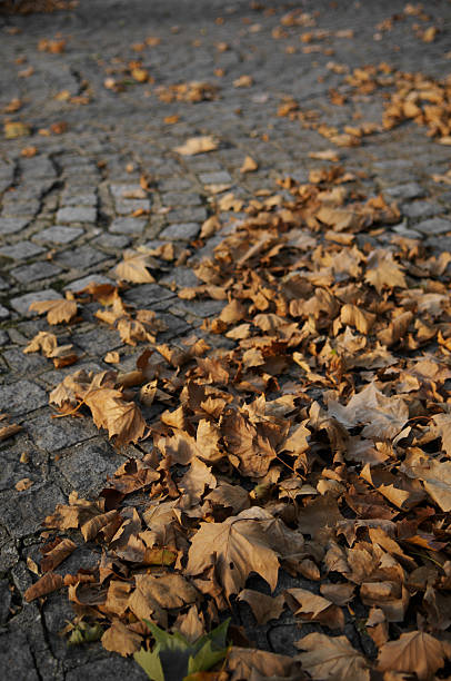 Leaves on the ground stock photo