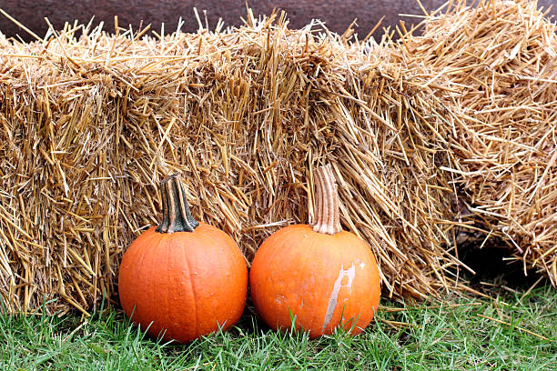 Two pumpkins stock photo