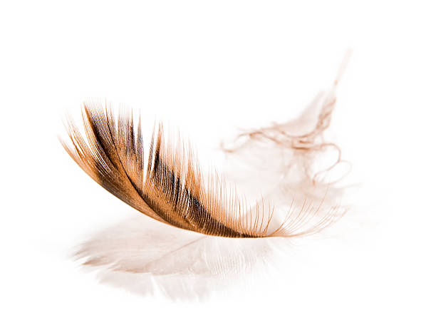 brown bird feather (isolated) stock photo