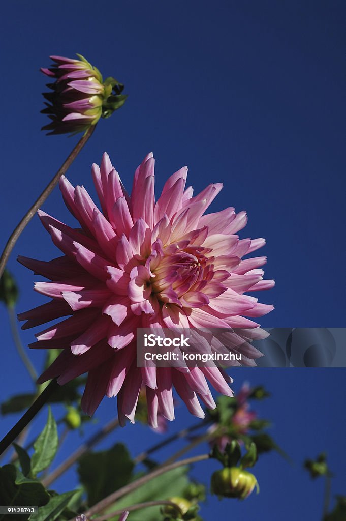 Dalia rosa con cielo azul - Foto de stock de Aire libre libre de derechos