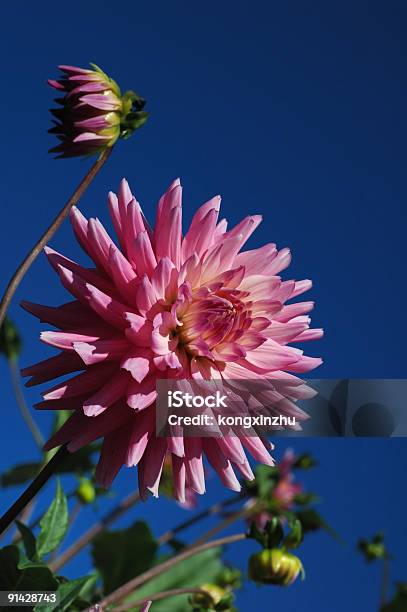 Dalia Rosa Con Cielo Azul Foto de stock y más banco de imágenes de Aire libre - Aire libre, Azul, Bombilla