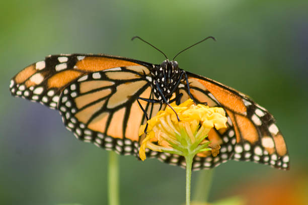 istock Orange and Black Monarch Butterfly on Yellow Flower 91428841