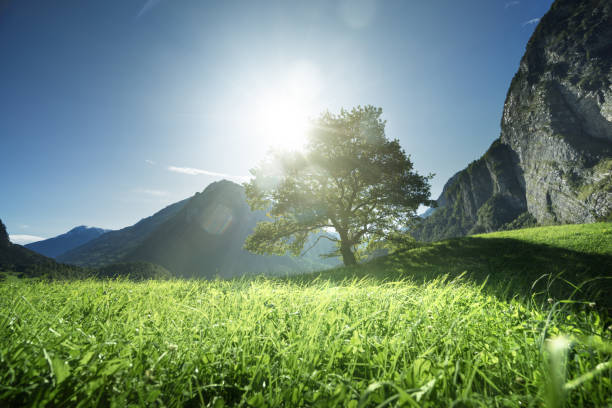 istock Idyllic landscape in the Alps, tree, grass and mountains, Switzerland 914290966