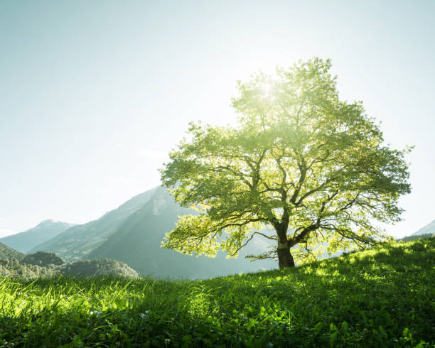 idyllische landschaft in den alpen, baum, rasen und berge, schweiz - landscape tree field flower stock-fotos und bilder