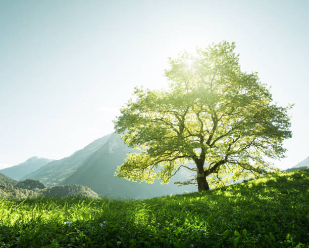 paysage idyllique dans les alpes, arbre, herbe et montagnes, suisse - pasture green meadow cloud photos et images de collection