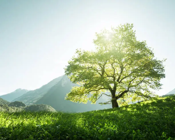 Idyllic landscape in the Alps, tree, grass and mountains, Switzerland