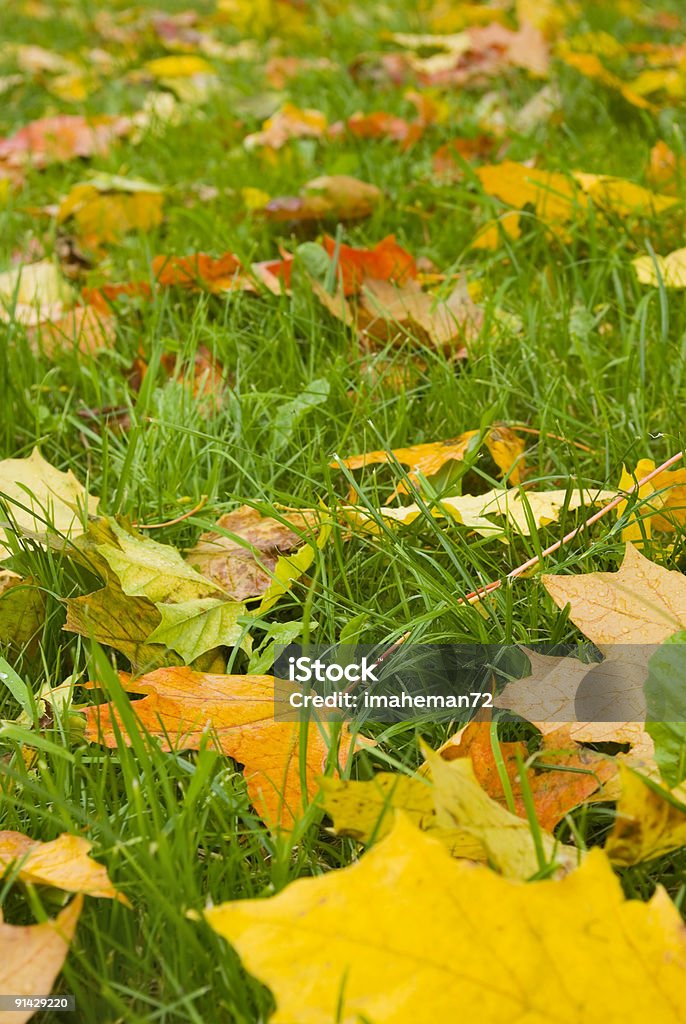 Herbst auf. - Lizenzfrei Ahorn Stock-Foto