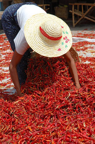 kobieta zbiorów suszona papryka chili - cayenne zdjęcia i obrazy z banku zdjęć