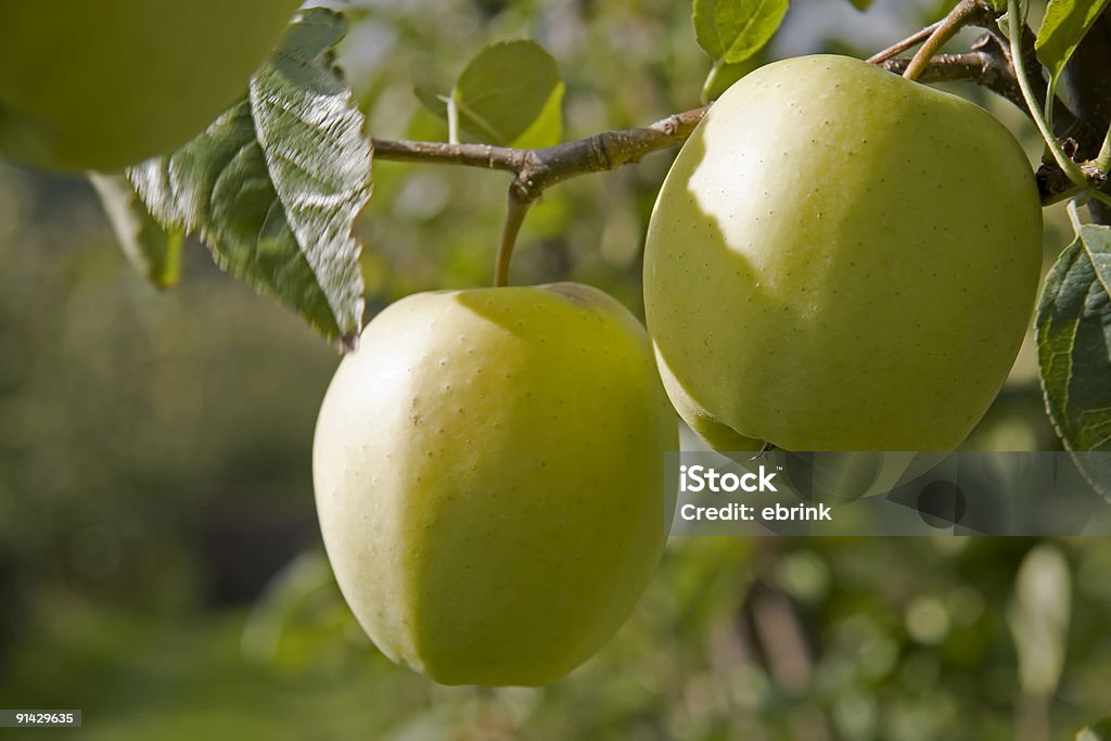 Paire de délicieuses pommes Golden sur green tree - Photo de Pommier libre de droits