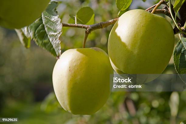 Photo libre de droit de Paire De Délicieuses Pommes Golden Sur Green Tree banque d'images et plus d'images libres de droit de Pommier - Pommier, Agriculture, Aliment