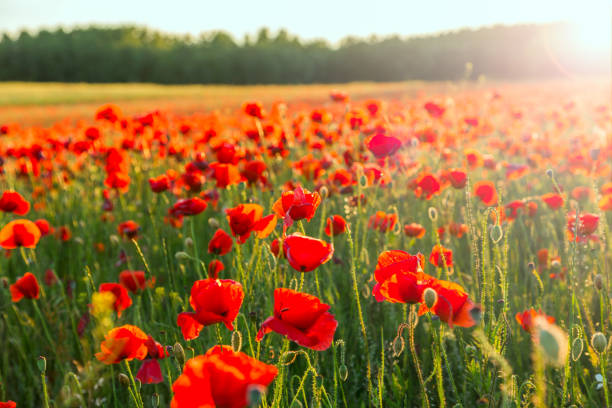 istock Poppies field meadow in summer 914299266