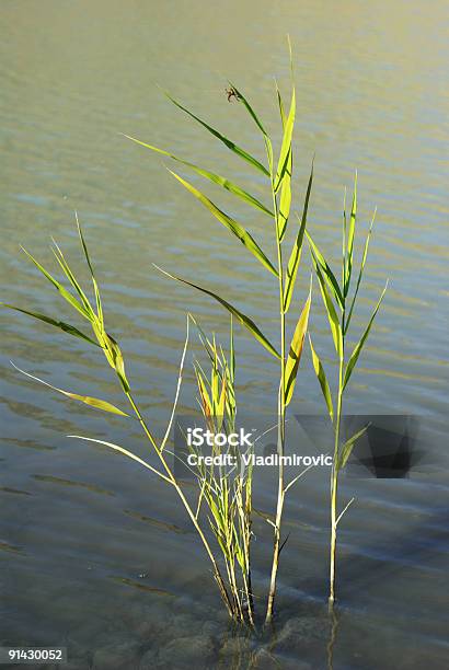 레이브 잔디 0명에 대한 스톡 사진 및 기타 이미지 - 0명, 갈대속-벼과, 강