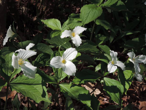 istock white trillium on the forest floor 914300756