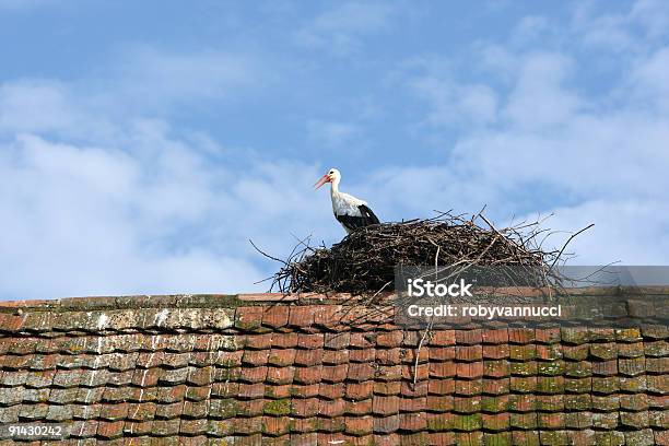 Hermoso Cigüeña Aterrizando En El Nido Foto de stock y más banco de imágenes de Aire libre - Aire libre, Animal, Borgoña - Francia