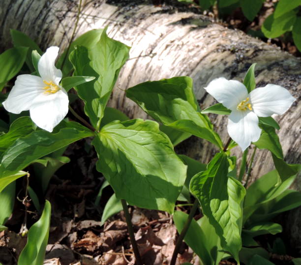 istock trillium near a log 914306670