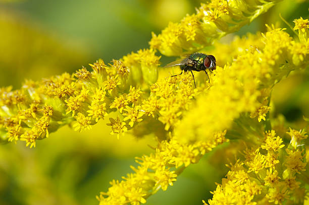 istock Gold fly on Goldrute 91430685