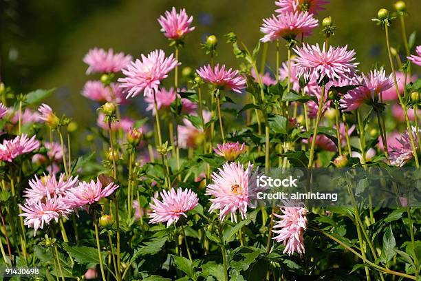 Blühenden Dahlia Stockfoto und mehr Bilder von Baumblüte - Baumblüte, Biene, Blume