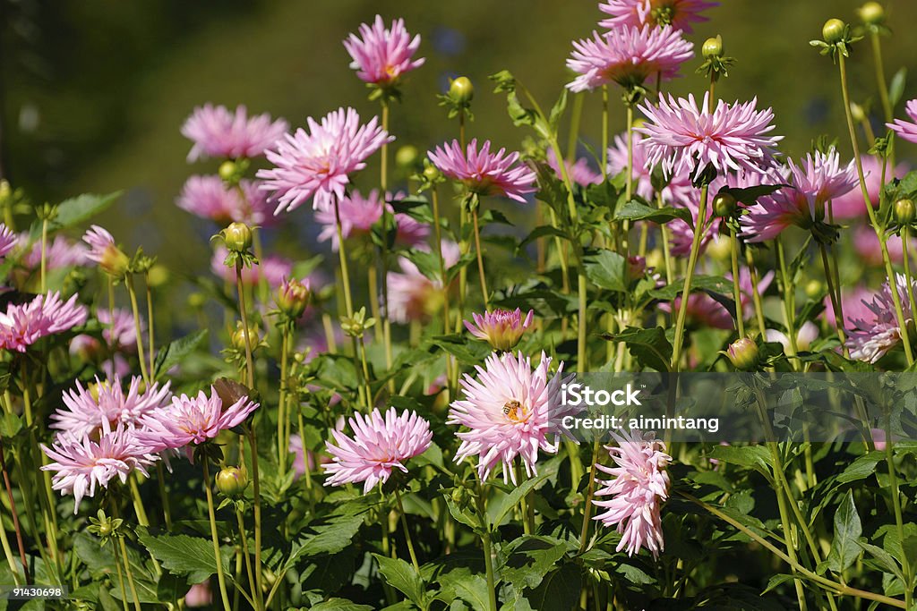 Éclosion d'une fleur Dahlia - Photo de Abeille libre de droits