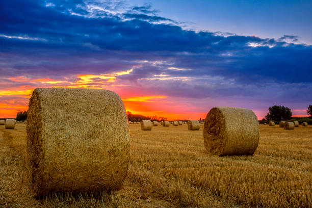 End of day over field with hay bale in Hungary. This photo make in HDR technic
