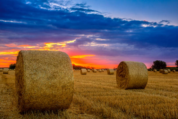 end of day over field with hay bale - wheat sunset bale autumn imagens e fotografias de stock