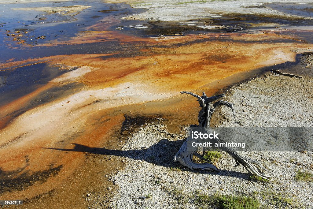 Ceppaia di Yellowstone - Foto stock royalty-free di Albero