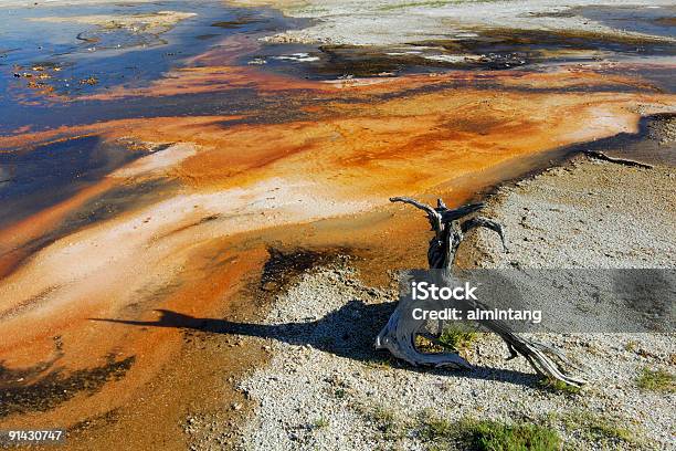 Tree Stump At Yellowstone Stock Photo - Download Image Now - Color Image, Famous Place, Geology