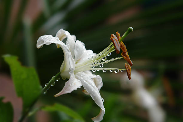 istock Delicate dew covered White Lily in morning light 91430780