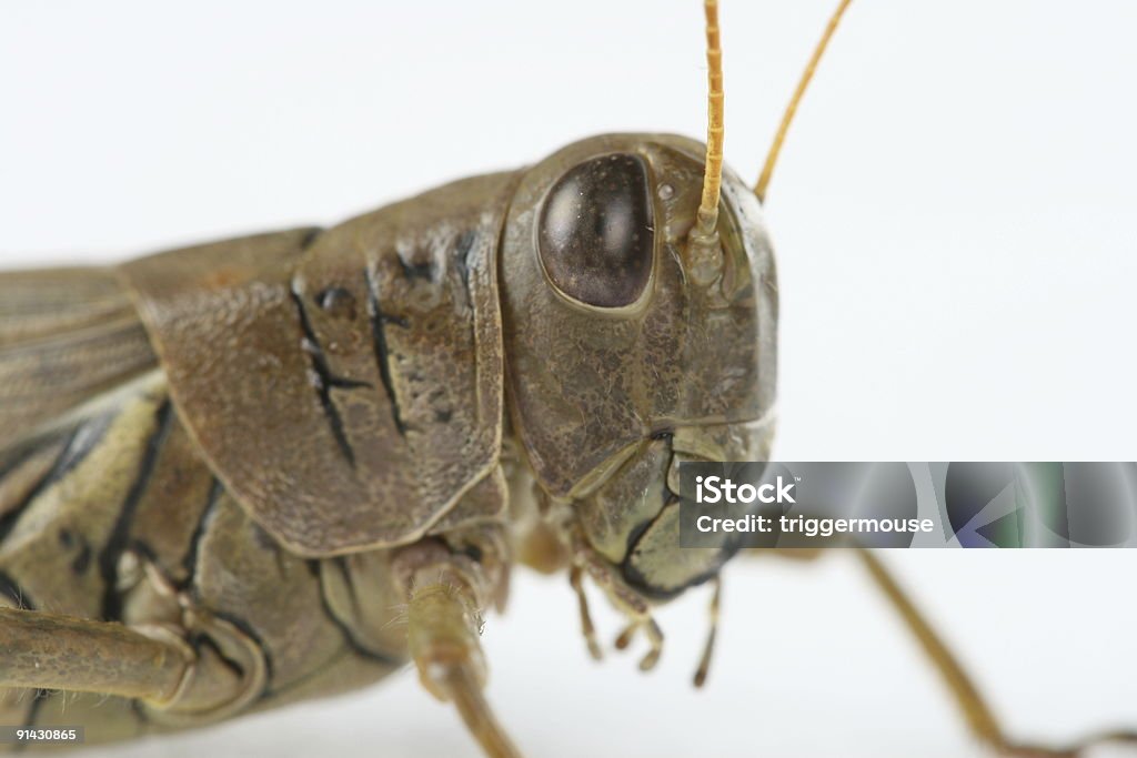 Sauterelle gros plan - Photo de Animaux nuisibles libre de droits