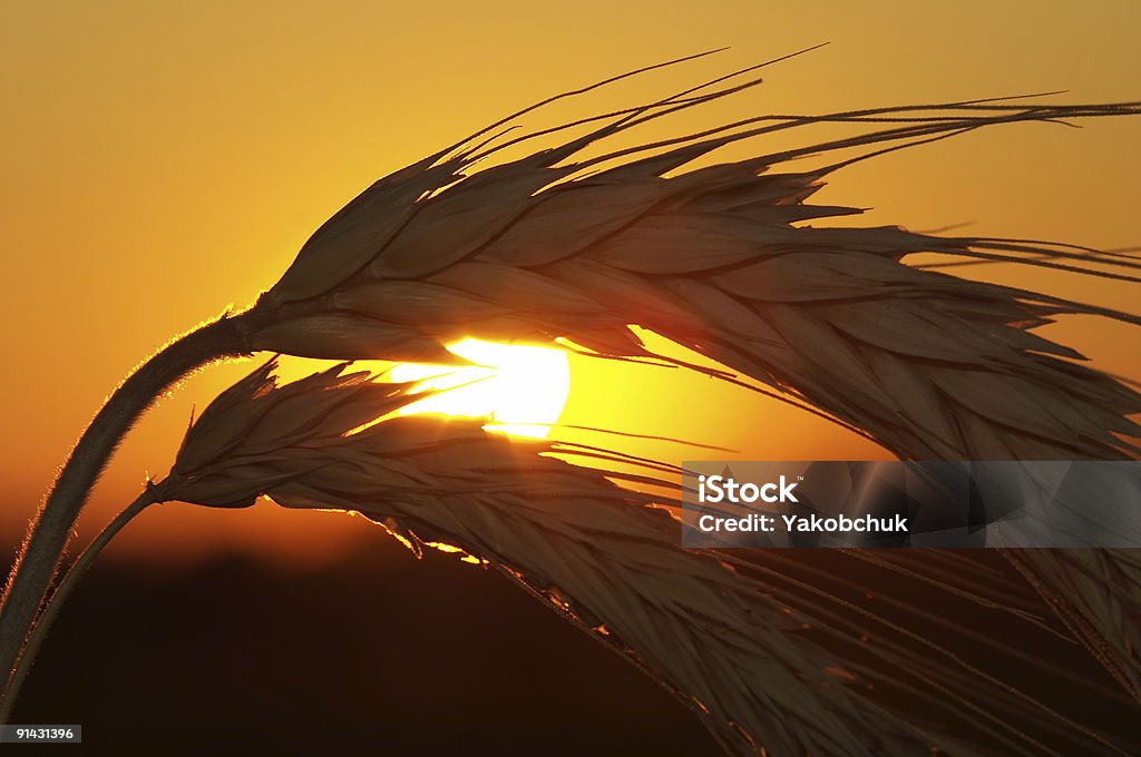 Weizen - Lizenzfrei Abenddämmerung Stock-Foto