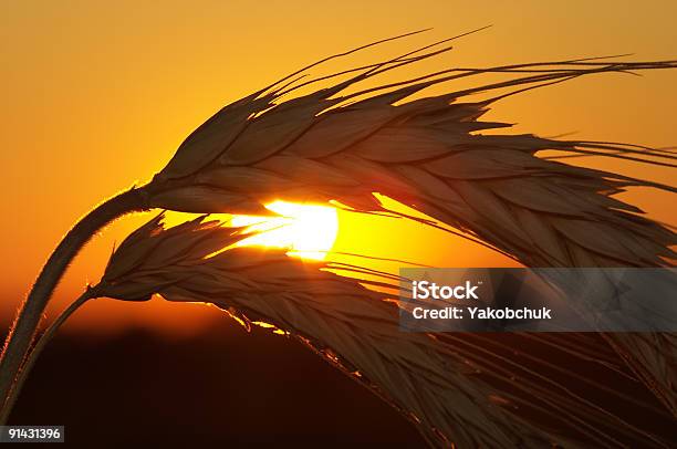Foto de Trigo Integral e mais fotos de stock de Agricultura - Agricultura, Amarelo, Brilhante - Luminosidade