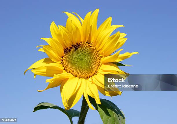 Sunny Flor De Foto de stock y más banco de imágenes de Proporción áurea - Proporción áurea, Sol, Sucesión de Fibonacci