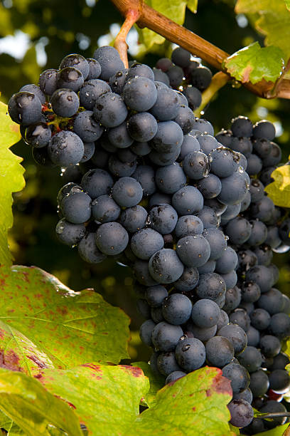 uvas pinot gris - kelowna chardonnay grape vineyard grape fotografías e imágenes de stock