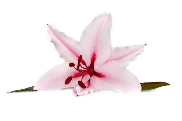large flowers of a lily, close-up, white background. isolate. bright bouquets