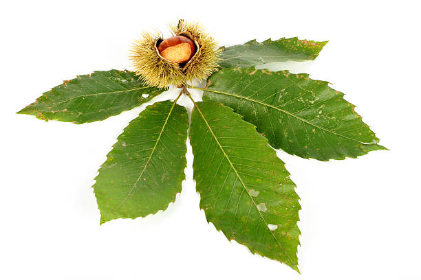 istock Chestnut curls and the leaves 91431715
