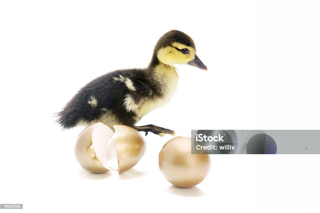 Patito con huevos de oro - Foto de stock de Animal libre de derechos