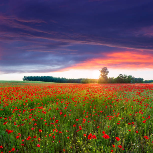 istock Poppies field at sunset 914317594