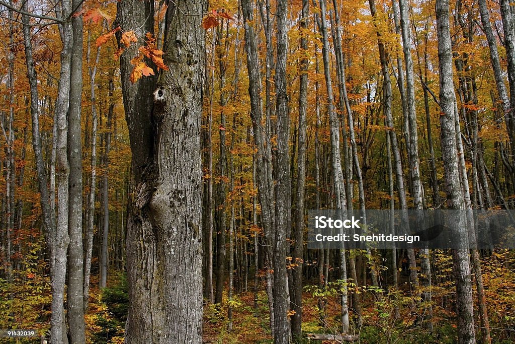 Árboles de otoño - Foto de stock de Aire libre libre de derechos