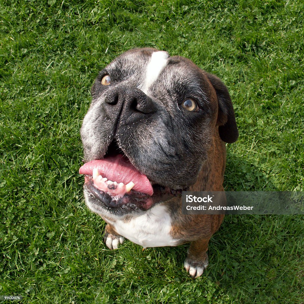 Boxer (dog breed) - rigid view upwards  Adult Stock Photo