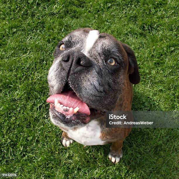 Boxer Rigid View Upwards Stock Photo - Download Image Now - Adult, Animal, Animal Mouth