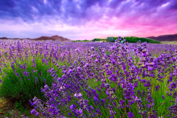 istock Sunset over a summer lavender field 914320858