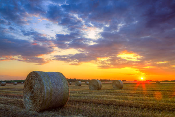 istock Sunset over farm field with hay bales 914321038