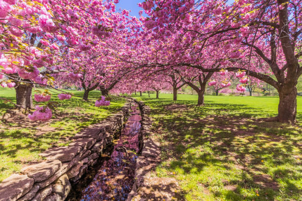istock Pink cherry trees in bloom cascade over a stone canal 914321282