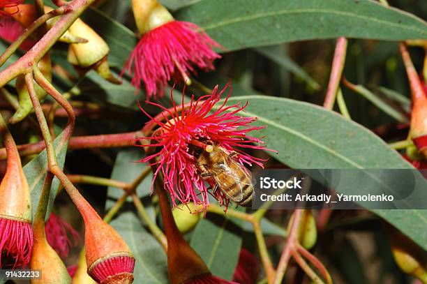 ハナバチのフラワーユーカリ - ハナバチのストックフォトや画像を多数ご用意 - ハナバチ, 花, オーストラリア