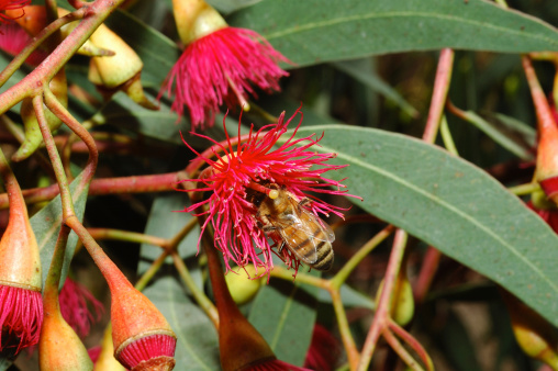 Bee on a red flower eucalyptus.