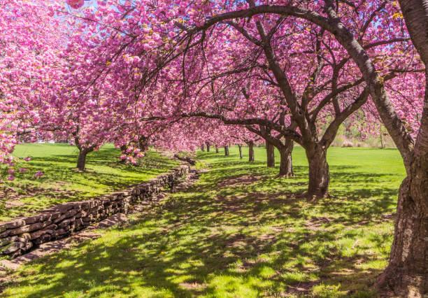 istock Pink cherry trees in bloom cascade over a stone canal 914324238